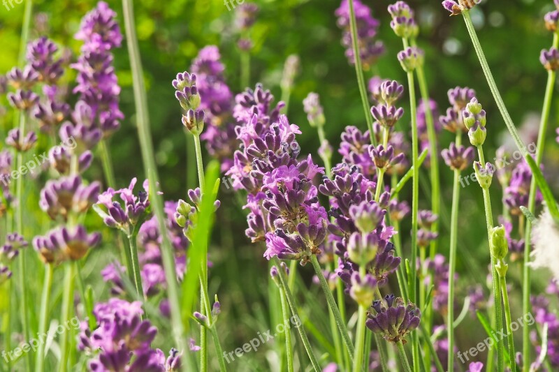 Flower Lavender Nature Violet Purple