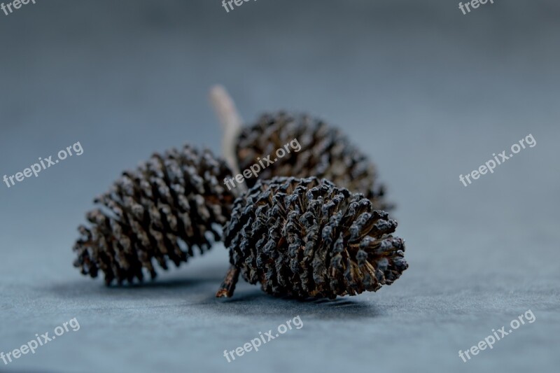 Coniferous Nature Forest Pine Landscape