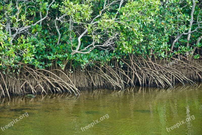 Mangroves Tropical Water Plant Sea