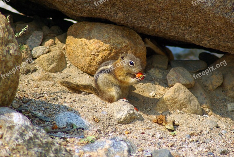 Golden Mantled Ground Squirrel Ground Squirrel Golden Mantled