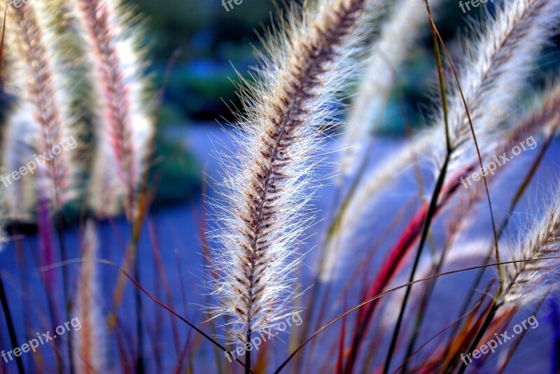 Olbrich Gardens Ornamental Grass Olbrich Botanical Gardens Grass