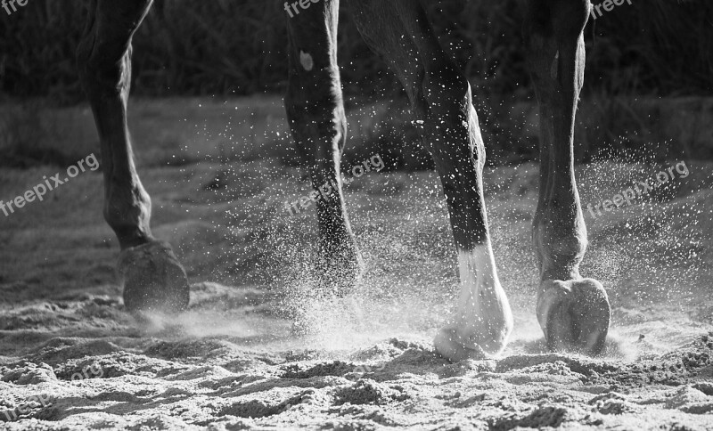 Horse Animal Mammal Legs Sand