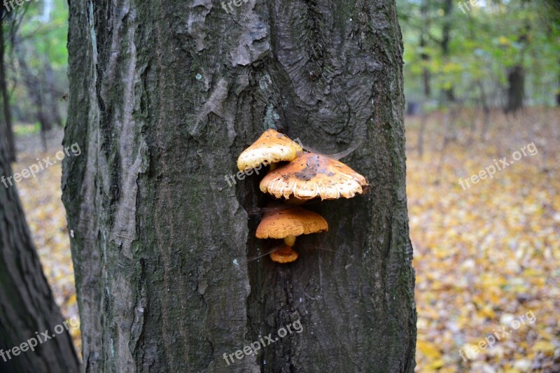 Tree Mushrooms Forest Autumn Nature