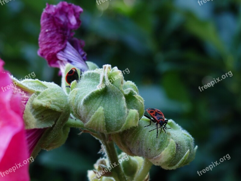 Fire Bugs Garden Nature Close Up Insect Photo