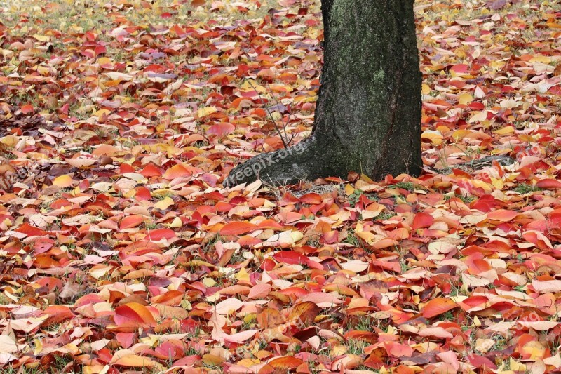 Autumn Leaves Maple Autumn The Leaves Nature