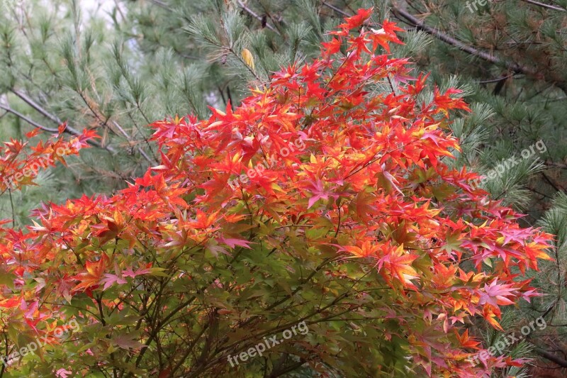 Autumn Leaves Maple Autumn The Leaves Nature