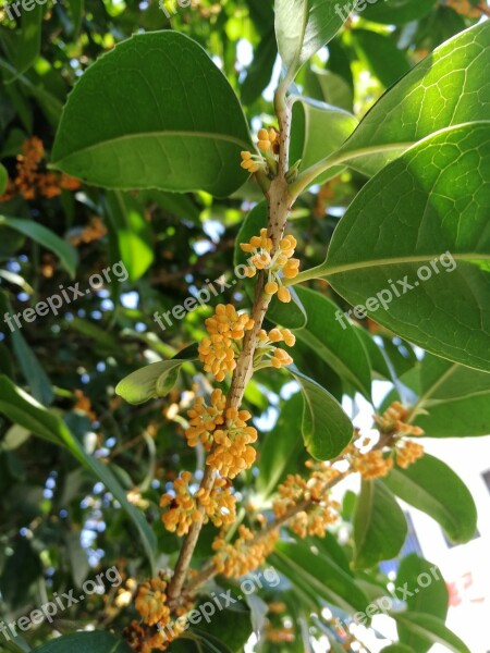 Osmanthus Plant Green Plants Free Photos