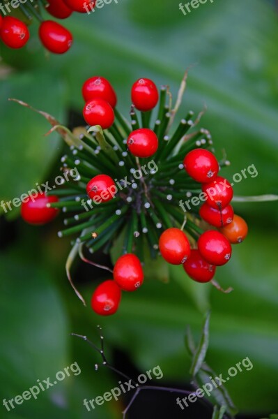 Berry Red Berry Berry Plant Autumn Red Fruits