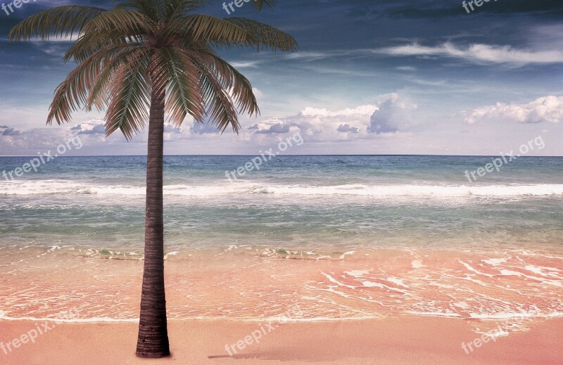 Sea Palm Sand Beach Wave