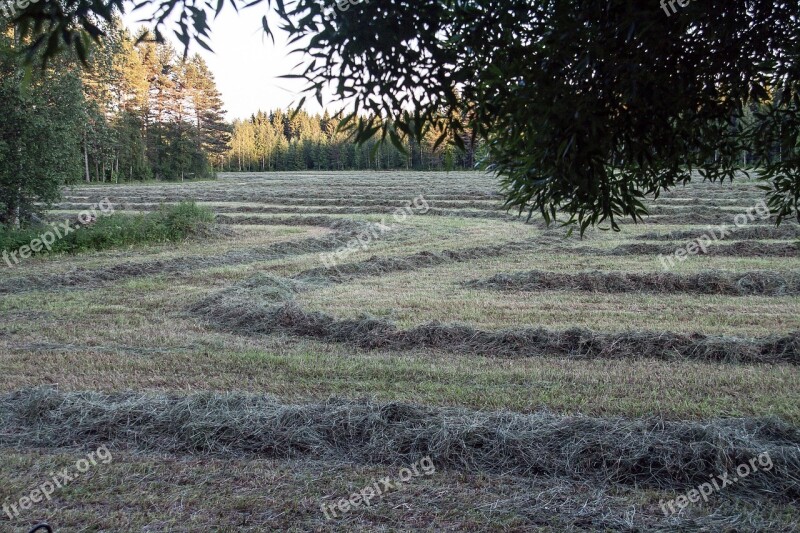 Field Cultivation Agriculture The Harvest Free Photos