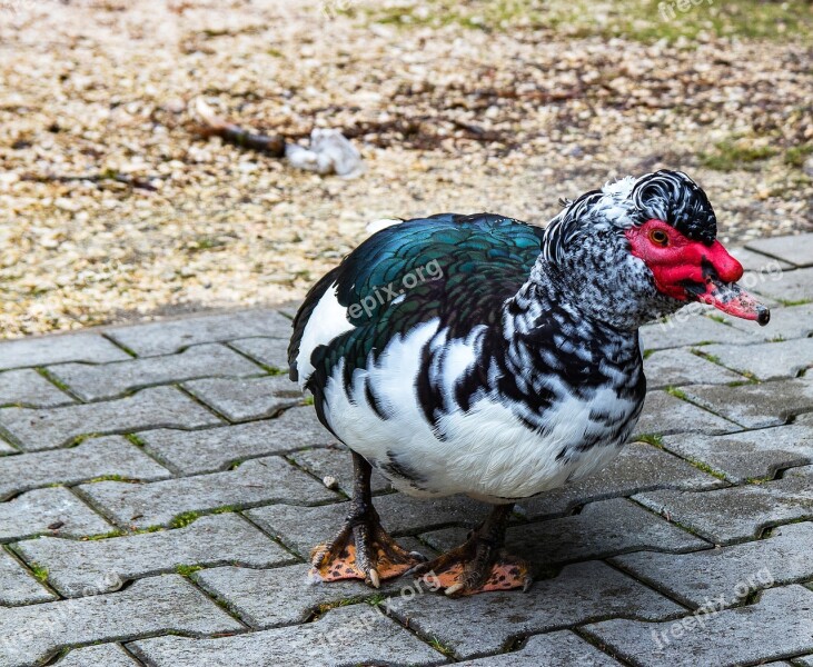 Wart Duck Duck Muscovy Poultry Bird