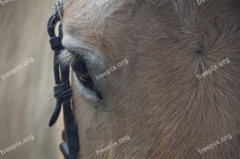 Horse Eye Animal Head Close Up