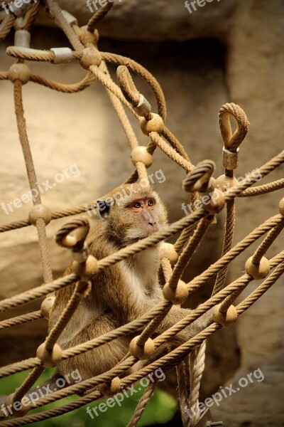 Monkey Net Macaque Java Park