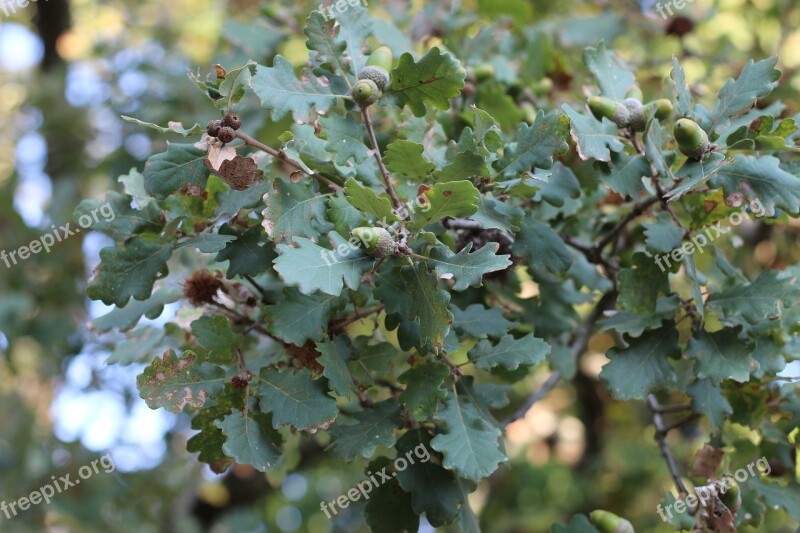 Oak Tree Nature Autumn Leaves