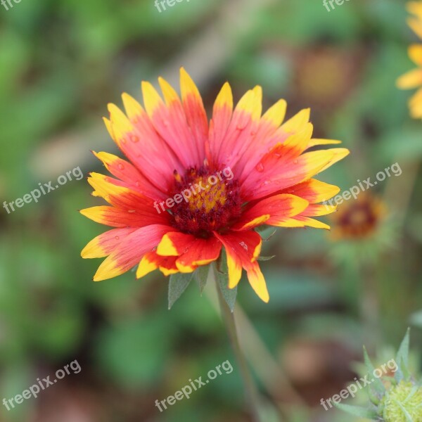 Blanket Flower Flower Bloom Yellow Blanket