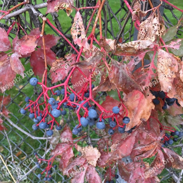 Grapevine Red Leaves Autumn Leaves Fall Square