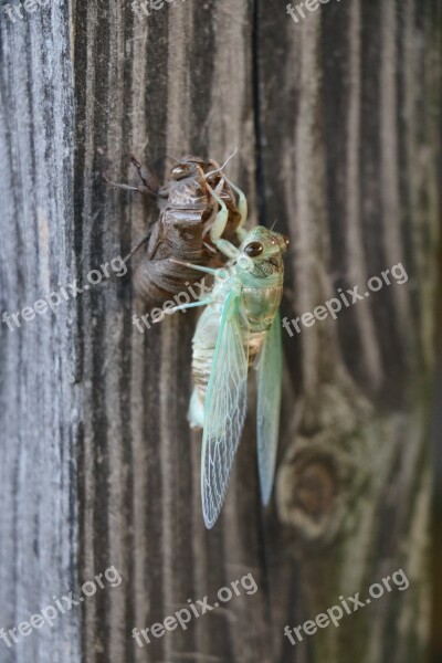 Bug Cicada Life Cycle Molt Metamorphosis