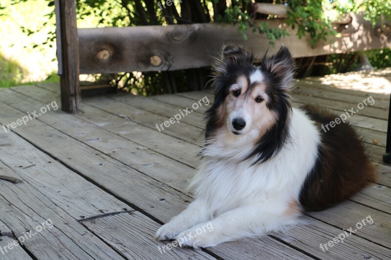 Dog Collie Pet Animal Pup