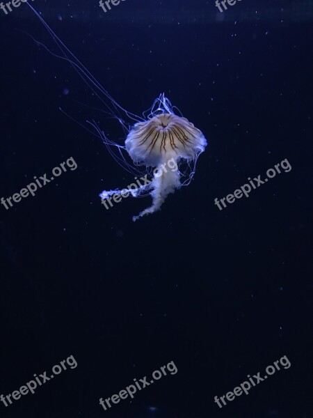 Museum Jellyfish Miami Free Photos