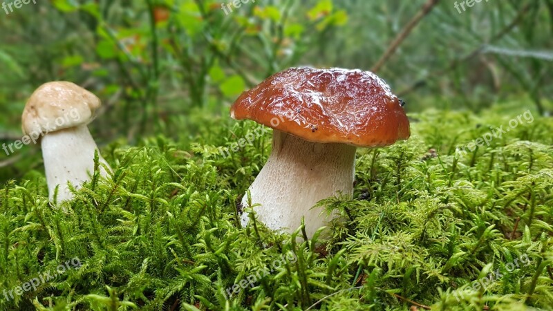 Mushroom Mushrooms Cep Forest Mushroom Free Photos