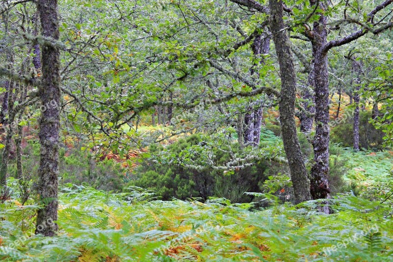 Oak Forest Forest Path Fern Free Photos