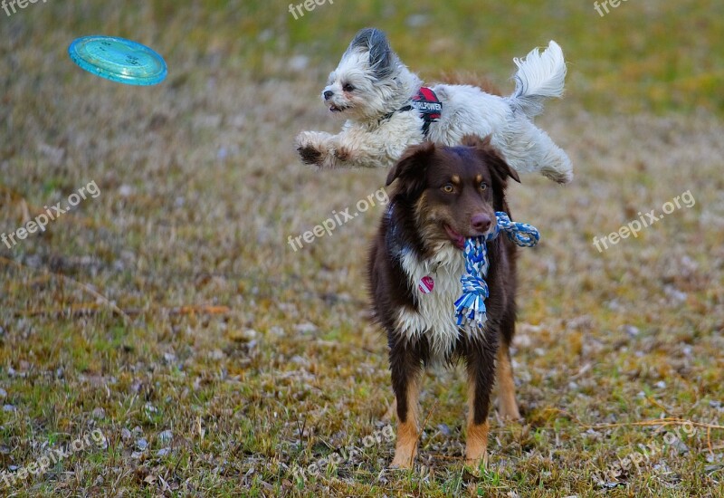 Hundesport Dog Aussie Havanese Cute