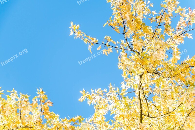 Tree Sun Blue Sky Light Sunset