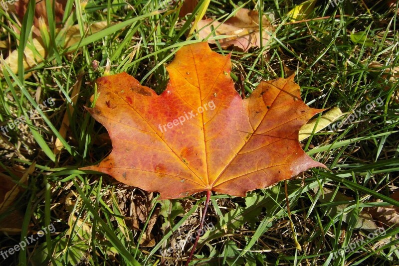 Leaf Clone Autumn Colored The Decrease In