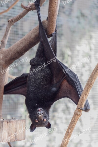 Bat Flying Fox Creature Of The Night Mammal Animal