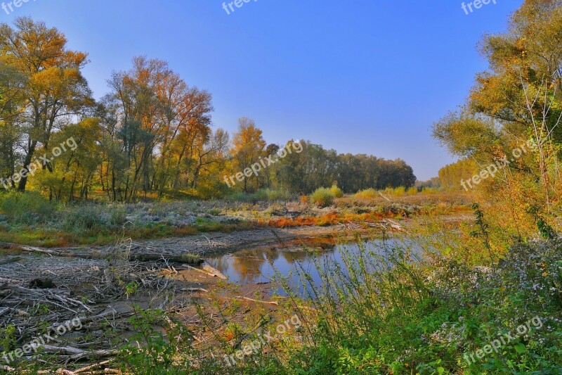 Forest Swamp Nature Water Trees