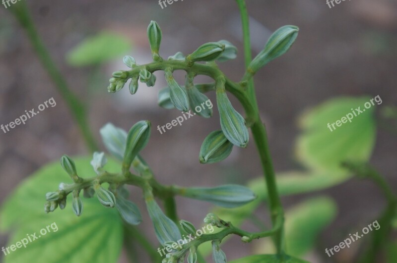 Germination Flower Natural Original Free Photos