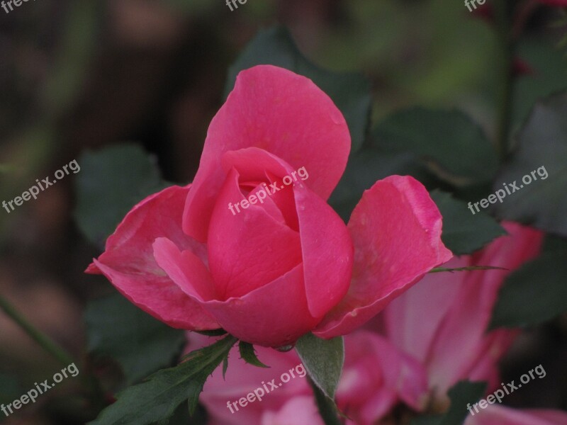 Rose Blossom Bloom Flower Nature