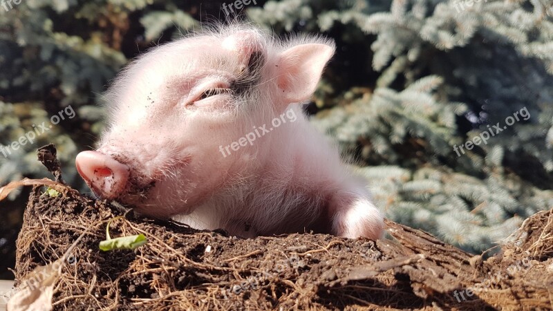 Pig Piggy Animal Gentle Cute