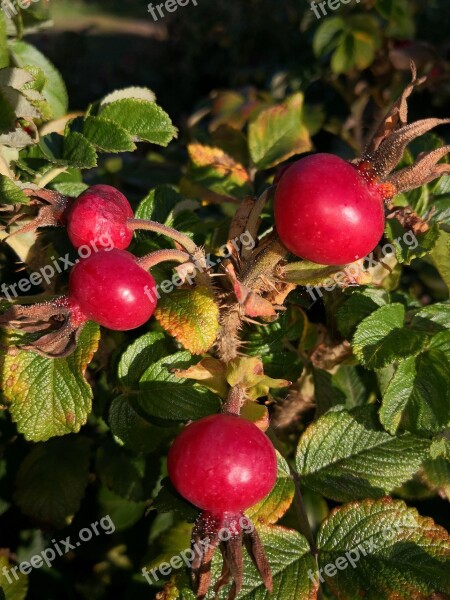 Autumn Nature Decoration Colorful Bright