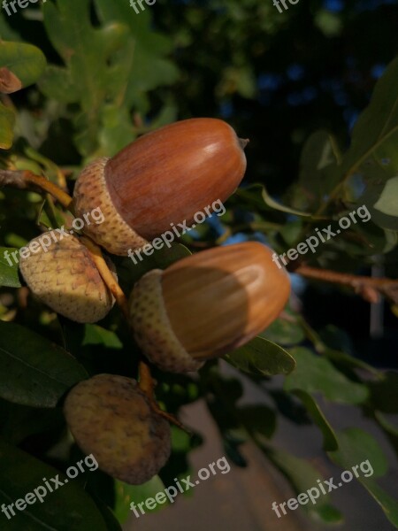 Acorns Oak Nature Autumn Tree