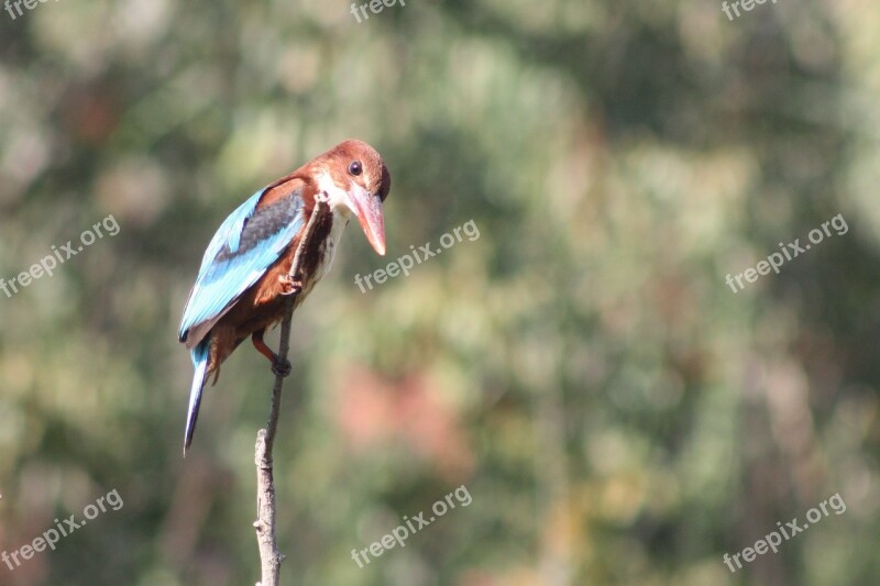 White-throated Kingfisher Birds Animals Nature Halcyon Smyrnensis