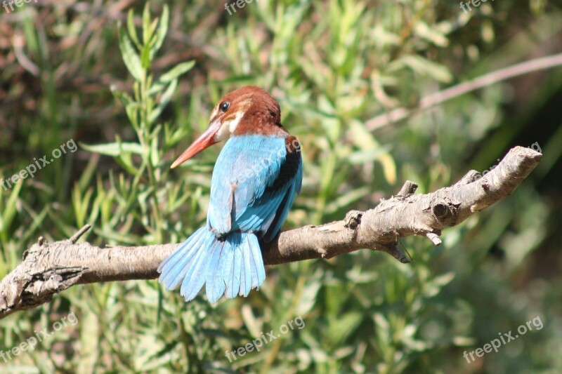 White-throated Kingfisher Birds Animals Nature Halcyon Smyrnensis