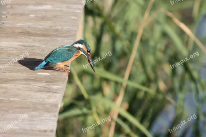 Kingfisher Birds Nature Animal Birdwatching