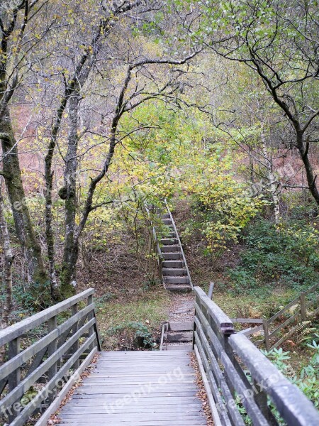 Wooden Steps Wood Steps Staircase Outdoors