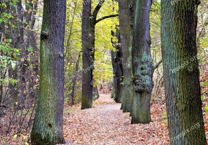 Alley Fallen Leaves Path The Trail