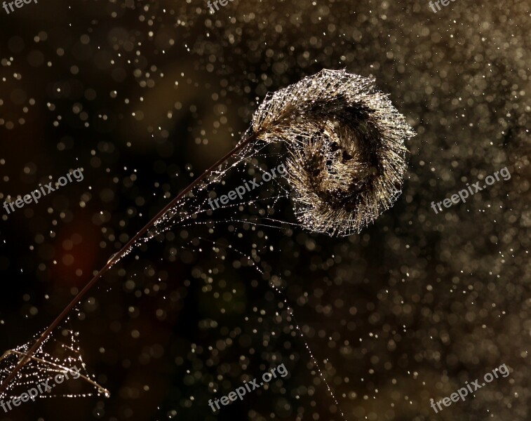 Spike Water Drops Wet Plant