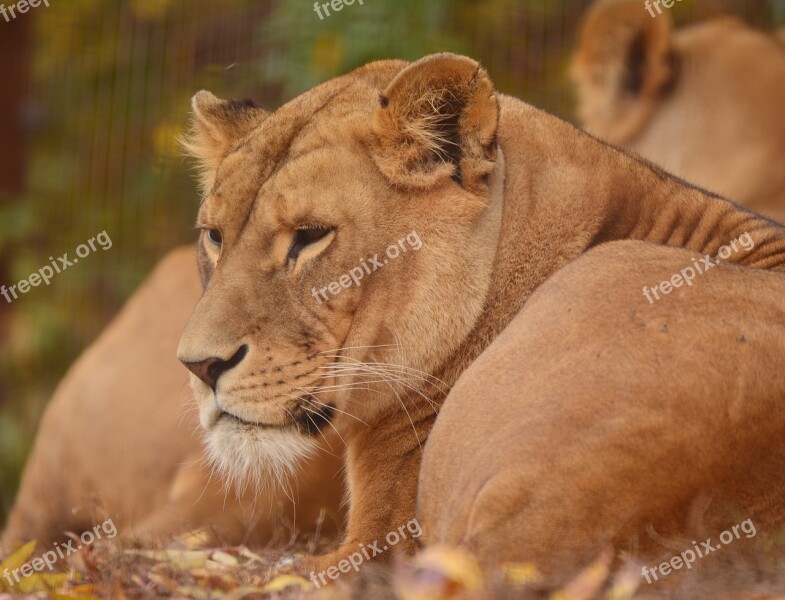 Lion Zoo Predator Feline Mammal