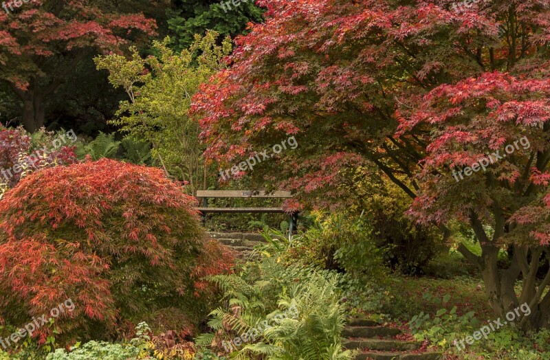 Autumn Indian Summer Trees Maple Red