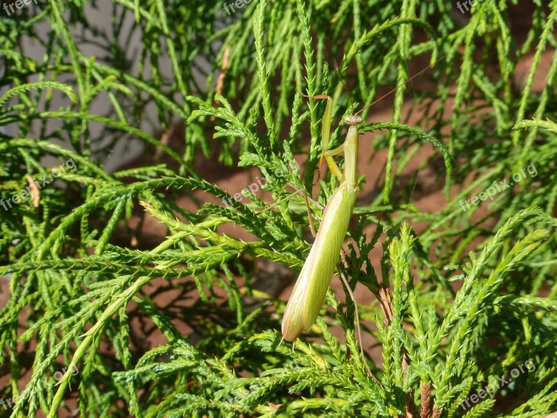 Mantis Green Garden Insects Arthropod