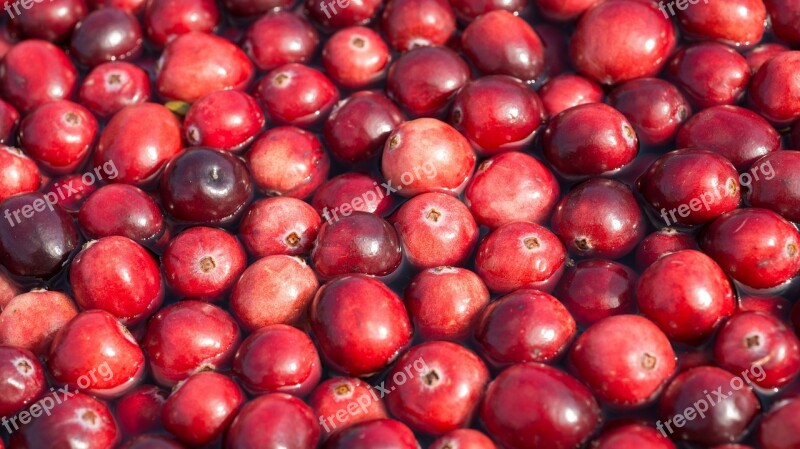 Cranberries Harvest Berries Floating Cranberry