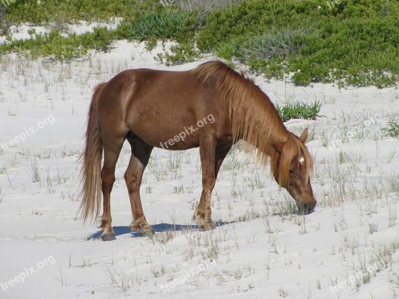 Horse Grazing Wild Assateague Island Virginia