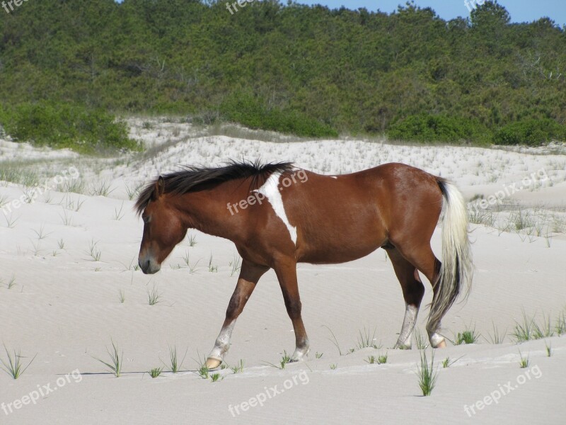 Horse Wild Assateague Island Virginia Beach