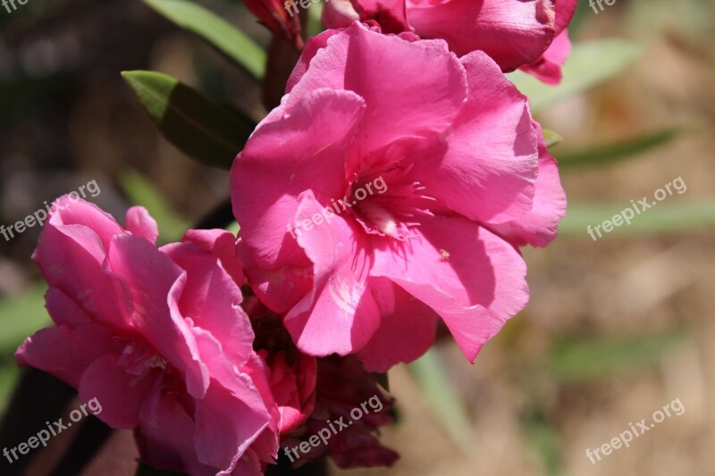 Rose Pink Bloom Nature Love