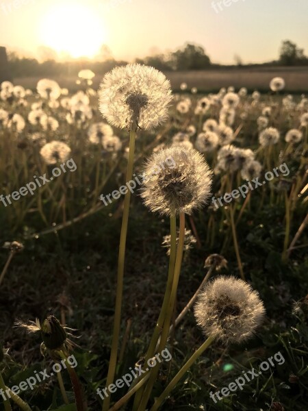 Dandelions Dandelion Makeawish Dandles Sunrise