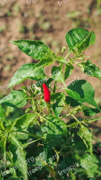 Chilli Red Green Vegetarian Spices